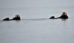 Two sea otters slowly swim on their backs. When not diving for food, sea otters will conserve their energy to stay warm in the icy water of the Pacific.