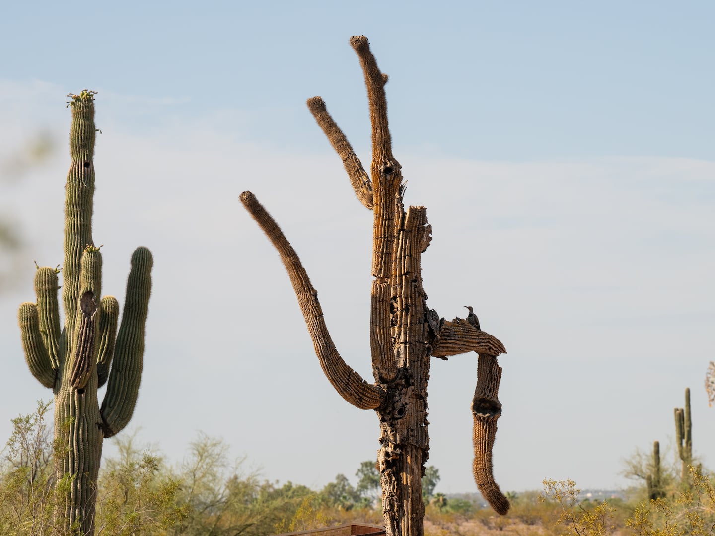 Giant old saguaros can be resilient. It's baby saguaros researchers are  worried about - OPB