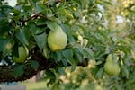 Bartlett pears suck up the last bit of energy from their trees just ahead of harvest near Hood River, Oregon, in August 2018.