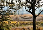 A crisp fall day in the rolling hills of Oregon's Willamette Valley, framed by trees.