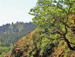 Deer traverse the Sampson Rim.