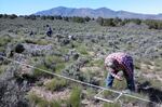 Researchers at OSU take measurements of plants in sagebrush habitat being encroached on by western juniper.