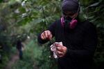 A researcher for Brazil's state-run Fiocruz Institute sets up a net for ensnaring bats in the Atlantic Forest at Pedra Branca state park, near Rio de Janeiro, Tuesday, Nov. 17, 2020.