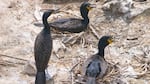 Three cormorants on East Sand Island