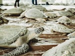 The South Padre Island Convention Center opened its doors and took in thousands of sea turtles cold-stunned during the Valentine's Week Winter Storm.