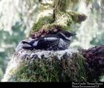 A nesting marbled murrelet