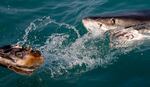 A great white shark tries to bite a fish head being trolled though the water as researchers chum the ocean looking for sharks off the coast of Gansbaai, South Africa, in 2016.