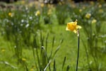 A host of golden daffodils inhabit Jean Turner's garden in Seal Rock, Ore., on April 26, 2023.