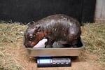 This photo provided by the Metro Richmond Zoo shows a baby pygmy hippo during a vet exam on Dec. 14, 2024, in Moseley, Va.