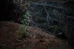 A tree sapling grows in an industrial forest in Oregon’s Coast Range.