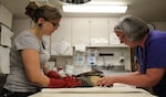 Portland Audubon WIldlife Care Center workers Lacy Campbell and Deb Scheaffer tend to an injured red-tail hawk. 