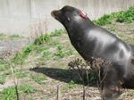 Biologists glued an accelerometer tag to the head of a sea lion in an attempt to track its body motions.
 