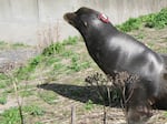 Biologists glued an accelerometer tag to the head of a sea lion in an attempt to track its body motions.
 