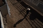 The afternoon sun casts young cowboy’s shadow at the Pendleton Round-Up on Wednesday.