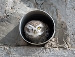 Arshdeep Singh's photo of an owlet in a pipe in Bikaner, India. The photo won the Junior Award.