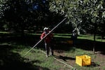 A farmhand harvests avocados at an orchard in Santa Ana Zirosto, Michoacan sate, Mexico, Wednesday, Nov. 27, 2024. (AP Photo/Armando Solis)