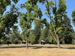 Ash trees provide shade at Champoeg State Heritage Area south of Newberg, Ore.