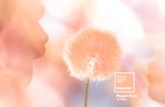 An influential color consultancy has already set the tone for the year ahead: Pantone's Color of the Year for 2024 is Peach Fuzz.