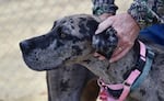 Miley, a Great Dane up for adoption at Jackson County Animal Services.