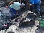 Excavators unearth a 13,600-year-old mastodon skull from an Iowa creek.