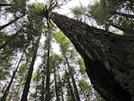 This Douglas fir could be close to 700 years old. It’s a survivor of the 1870 fire whose genetics live on in the younger trees sprouting up around in the burn area. 