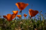California Poppies grow amongst other wildflowers in the superbloom.