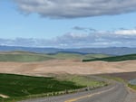 Rolling hills of wheat fields in the spring in Wasco County, Ore., April 21, 2025.