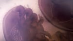 If left untreated, varroa mites typically destroy a colony of honeybees in less than two years.