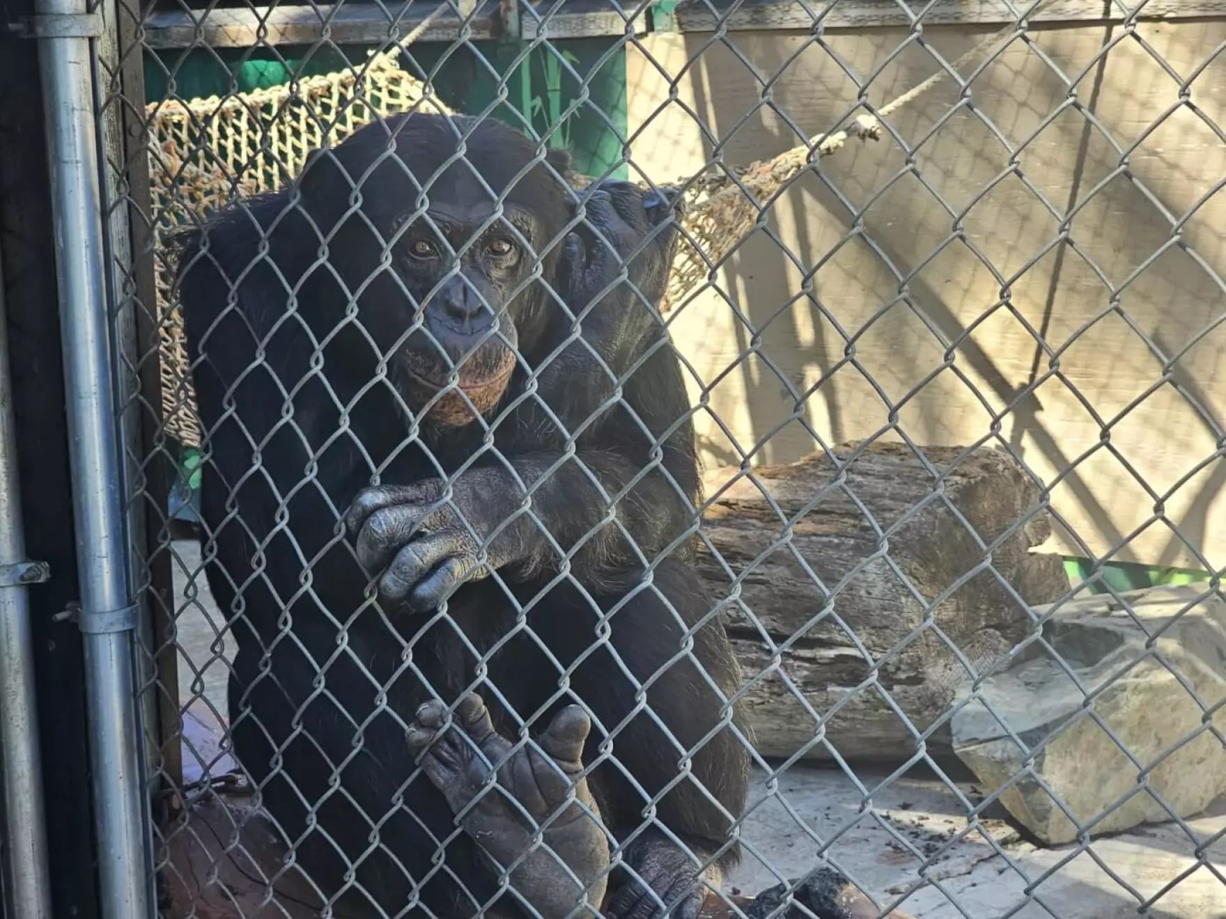 George, a chimpanzee at West Coast Game Park Safari, sits in his caged area at the roadside zoo near Bandon, Oregon.