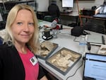 As an evolutionary anatomist, Heather Smith studies the fossil record of extinct species.