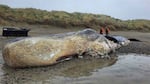 New Zealand Department of Conservation staff assess the remains of a deceased sperm whale.