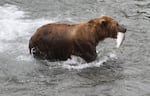 FILE - A brown bear walks to a sandbar to eat a salmon it had just caught at Brooks Falls in Katmai National Park and Preserve, Alaska. The number of salmon returning to nearby Bristol Bay, Alaska, from the Pacific Ocean last year was higher than it’s been in at least 20 years. But the fish themselves are smaller. And that seems to be true for other salmon across the region.