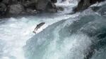 Steelhead jumps a rapid on the North Umpqua River.