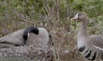 A male greater white-fronted goose, right, protects a nesting female Canada goose, left, in this video screenshot of a rare pairing of mixed species taken at Blue Lake Regional Park on April 16, 2025.
