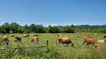 In this 2023 photo, dairy cows graze in the Willamette Valley. Avian influenza has been found in dairy cows in several states, though so far, Oregon is not one of them.