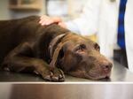 Many dog owners are worried about reports of a mysterious respiratory illness affecting dogs.