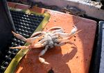 FILE: Dungeness crab waiting to be sorted on the deck of the FV Misty off of Port Orford, Ore., May 17, 2022. 