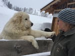 Katie Haven plays with one of her sheep dogs, Alfred. The two dogs on her farm protect a flock of 40 sheep from predators.