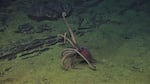 In this still from video provided by the Woods Hole Oceanographic Institution, a remote-operated vehicle named Jason encounters a deep-sea octopus living on top of the Axial Seamount in June 2022.