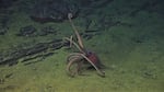 In this still from video provided by Woods Hole Oceanographic Institution, a remote operated vehicle called Jason encounters a deep-sea octopus living on top of the Axial Seamount.