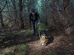 Robert D. Keys and his dog Sasha, a three-year-old beagle, hunt for truffles in the 2022 Joriad North American Truffle Dog Championship in Eugene, Ore., Feb. 17, 2022. Sasha went on to place second in the competition. 