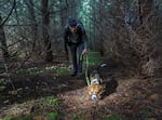 Robert D. Keys and his dog Sasha, a three-year-old beagle, hunt for truffles in the 2022 Joriad North American Truffle Dog Championship in Eugene, Ore., in February. The event featured 30 dogs of differing breeds who competed to find truffle-scented targets, and the final six dogs went on to compete in a final round of hunting truffles in the field.