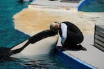 Tokitae, the performing orca known as 'Lolita' at Miami's Seaquarium, with a trainer in 2011.