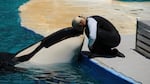 Tokitae, the performing orca known as 'Lolita' at Miami's Seaquarium, with a trainer in 2011.