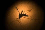 FILE - In this Jan. 27, 2016, file photo, an Aedes aegypti mosquito known to carry the Zika virus and the Dengue fever, is photographed through a microscope at the Fiocruz institute in Recife, Pernambuco state, Brazil.