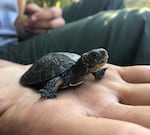 The Northwestern pond turtle is California's only native freshwater pond turtle species.