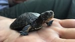 The Northwestern pond turtle is California's only native freshwater pond turtle species.