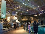 The Pacific Northwest section of the Shedd Aquarium features beluga whales and California sea lions.