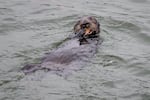 Oregon is exploring the idea of sea otter reintroduction. An otter in Moss Landing, CA.