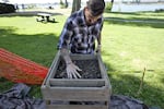 Washington State University student Ryan Parker sifts through the soil taken out of the dig. He helped chose the dig sites after sweeping the area with ground-penetrating radar.